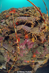 8 Common spiny lobsters (Palinurus elephas), on 1 square ... by Mathieu Foulquié 